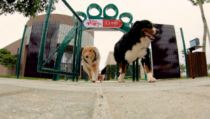 Pet Park inédito no Brasil